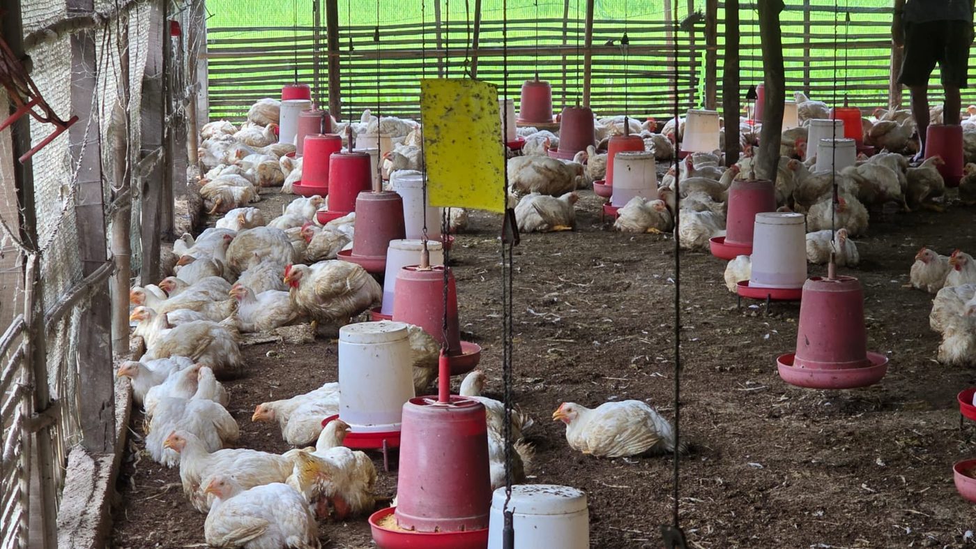 Inside the broiler shed, hundreds of birds