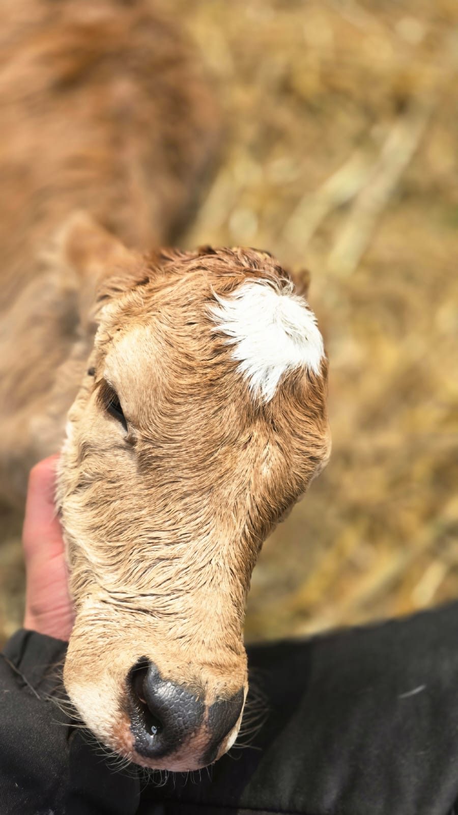 Calf close-up at the farm