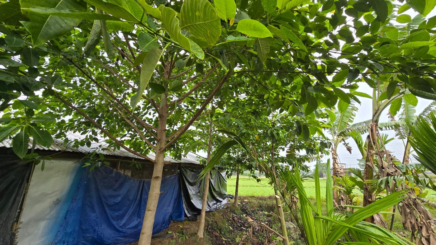 Coop shelter among trees