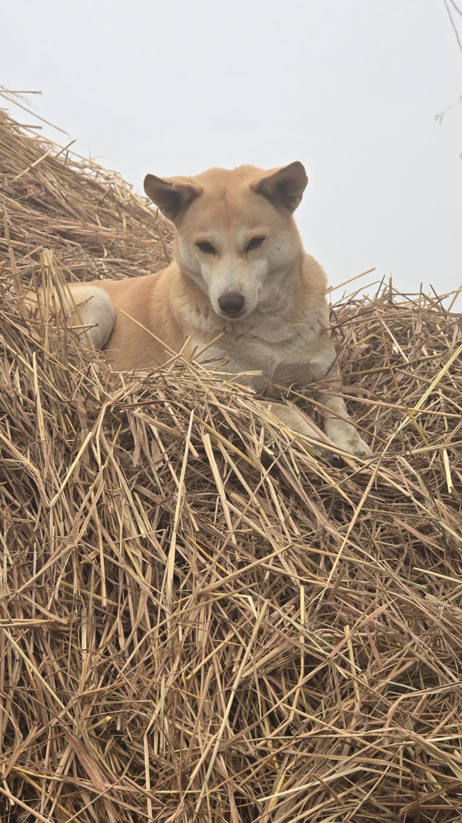 Farm dog resting on hay