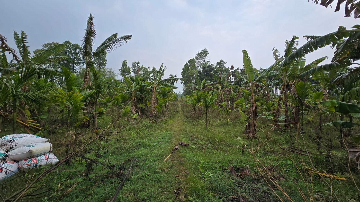 Path through the areca grove