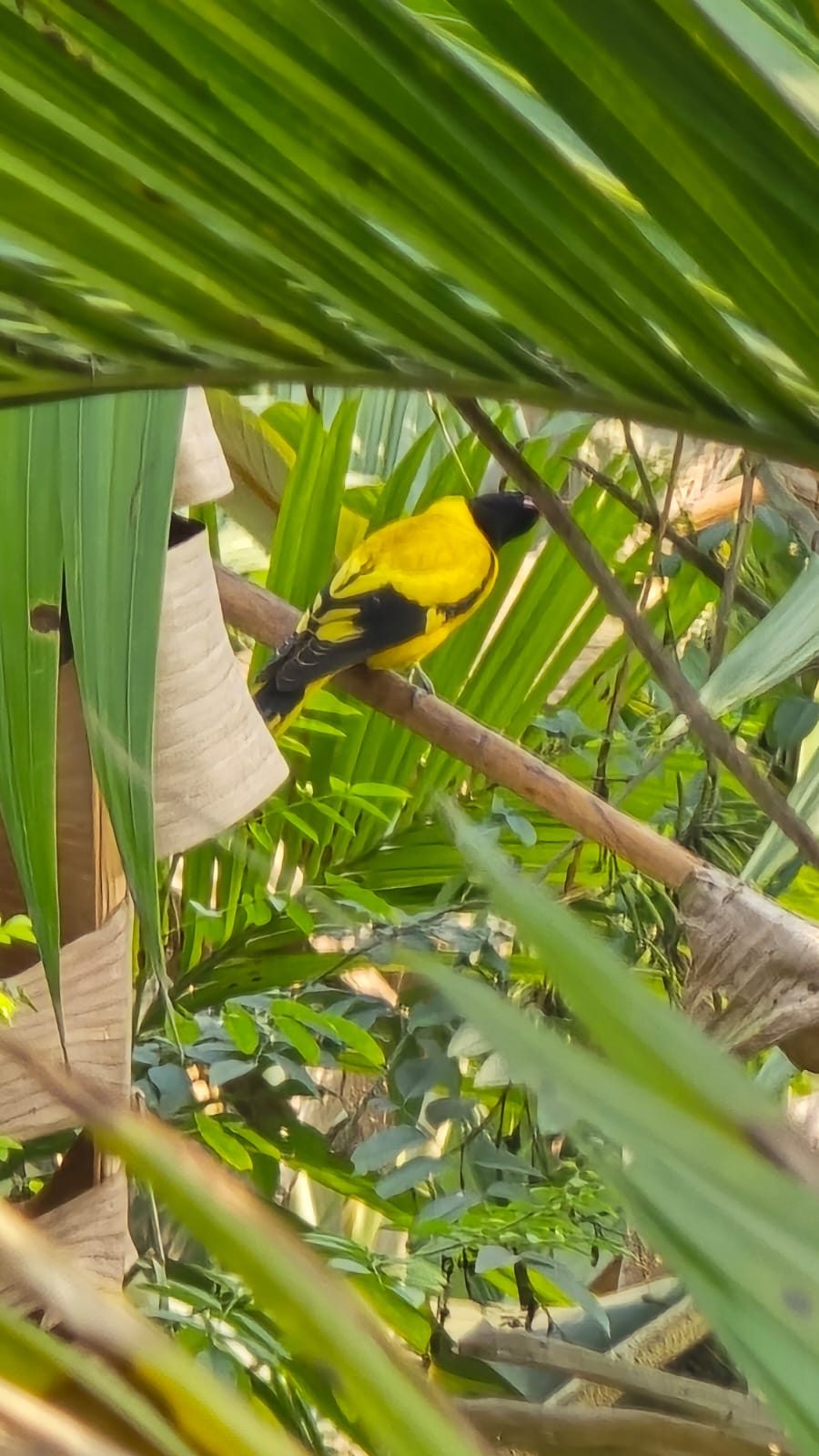 Oriole bird in the palms