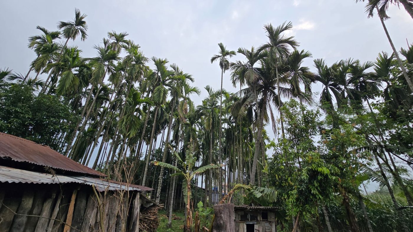 Farm grounds with areca palms
